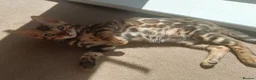 Bengal cats for sale: Cuddly and beautiful pedigree bengal kittens - Advert 21