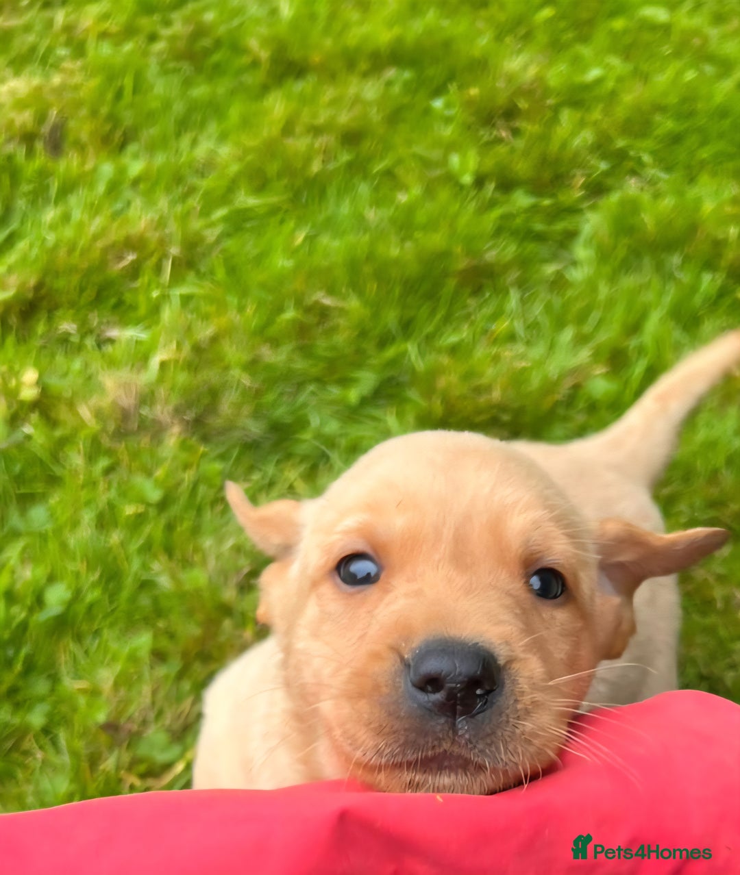 Labrador Retriever dogs for sale: Quality Litter of Labrador pups  - Image 5