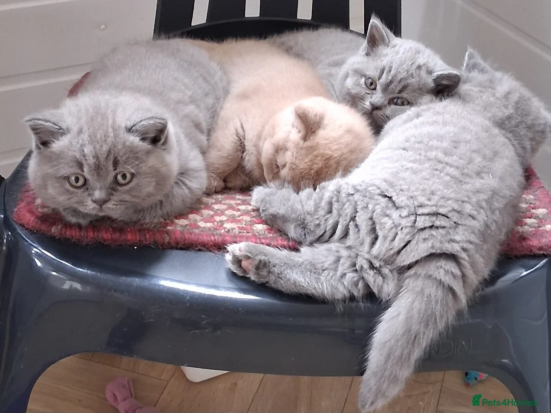 British Shorthair cats for sale: British shorthair kittens  - Advert 7