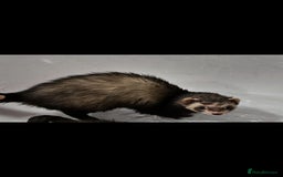 Ferret rodents for sale: Female ferret for a good home - Image 2