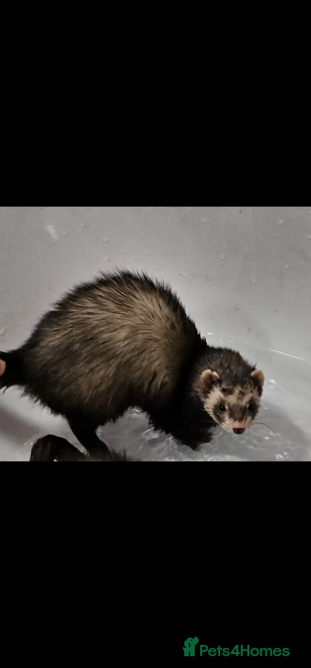 Ferret rodents for sale: Female ferret for a good home - Image 2