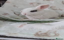Mini Lop rabbits for sale: Mini lops  - Image 5