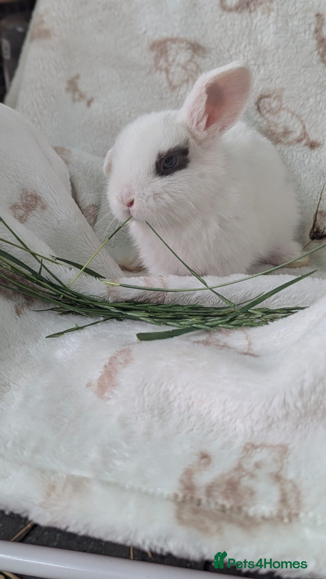 Mini Lop rabbits for sale: Mini lops  - Image 5