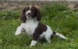 English Springer Spaniel dogs for sale: English springer spaniel - Image 8