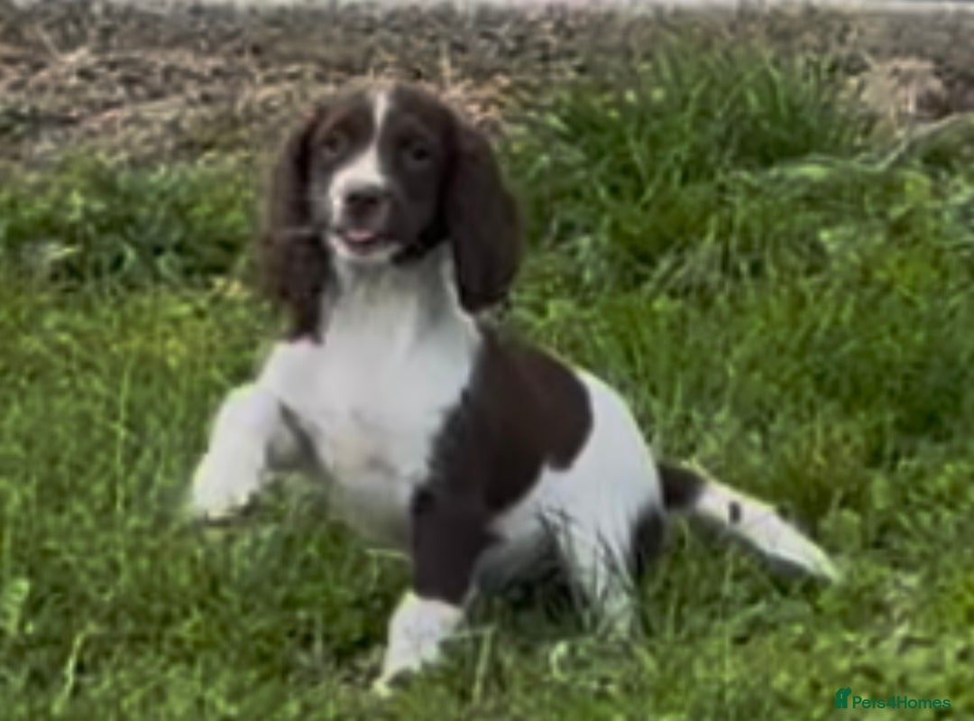 English Springer Spaniel dogs for sale: English springer spaniel - Image 8