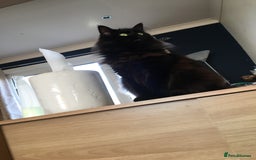 Maine Coon cats for sale: Together or separate  - Image 3