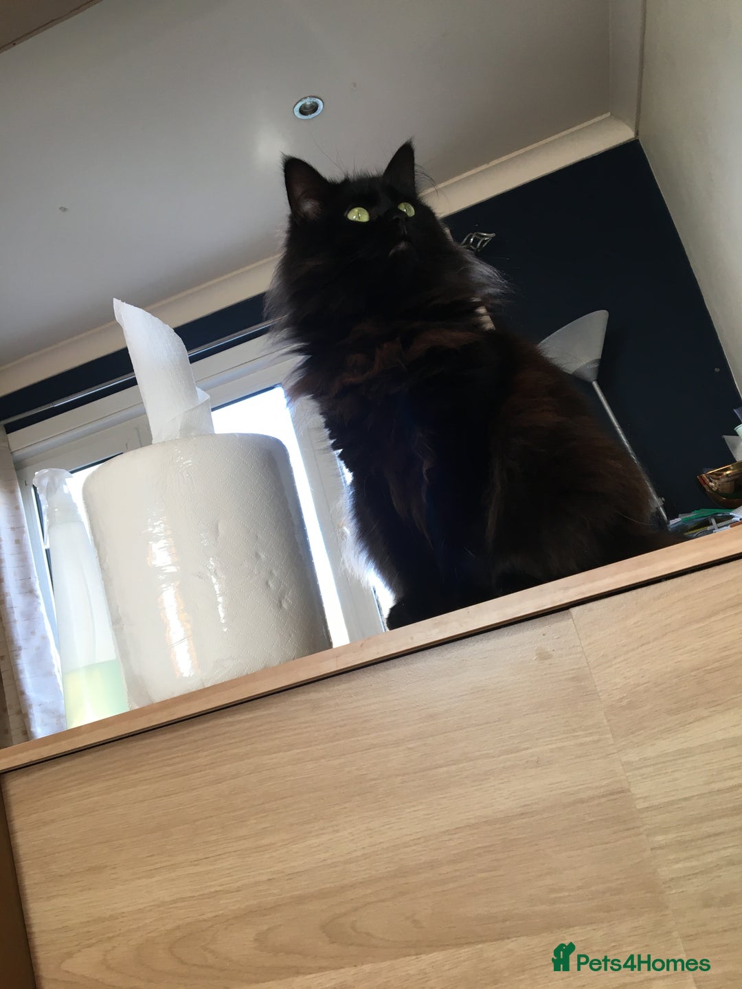 Maine Coon cats for sale: Together or separate  - Image 3
