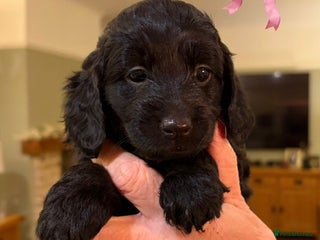 Cockapoo dogs STUNNING F2 COCKAPOO LAST GIRL REMAINING 🐶🐾💗 - Advert 2