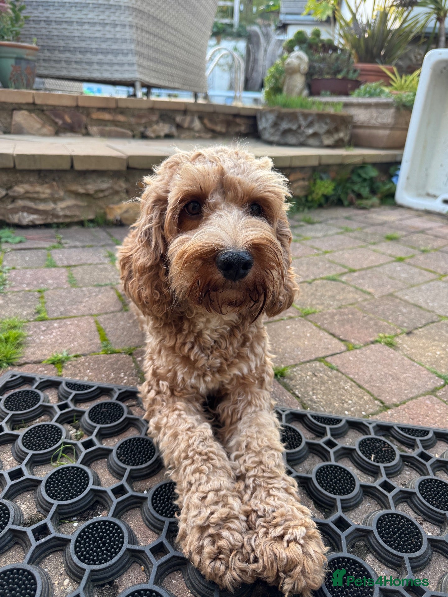 Cockapoo dogs Cockapoo (F1b) - Advert 1