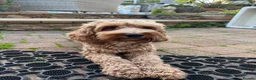 Cockapoo dogs for sale: Cockapoo (F1b) - Advert 1