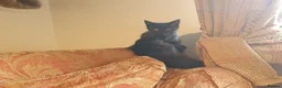 Mixed Breed cats for sale: Beautiful female kitten  - Advert 4