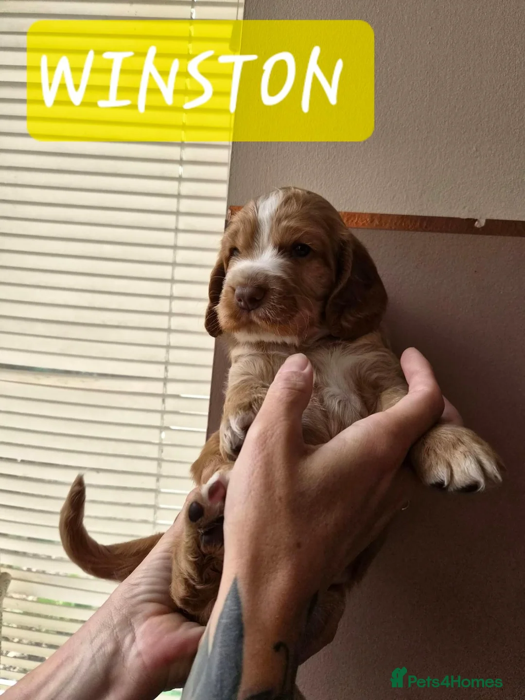 Cocker Spaniel dogs for sale: Stunning cocker spaniels  - Advert 1