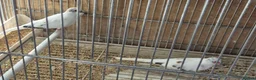 Parakeets birds for sale: Finches canarys doves parakeets parrots  - Advert 7