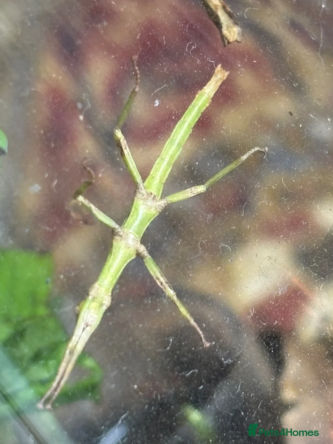 Stick Insects invertebrates for sale: Giant Hooded katydid, Jungles nymphs + stick insec in Torquay - Advert 12