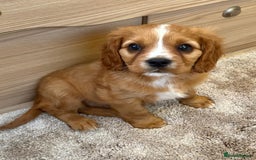 Cockalier dogs for sale: Gorgeous Cockalier Puppies… - Image 13