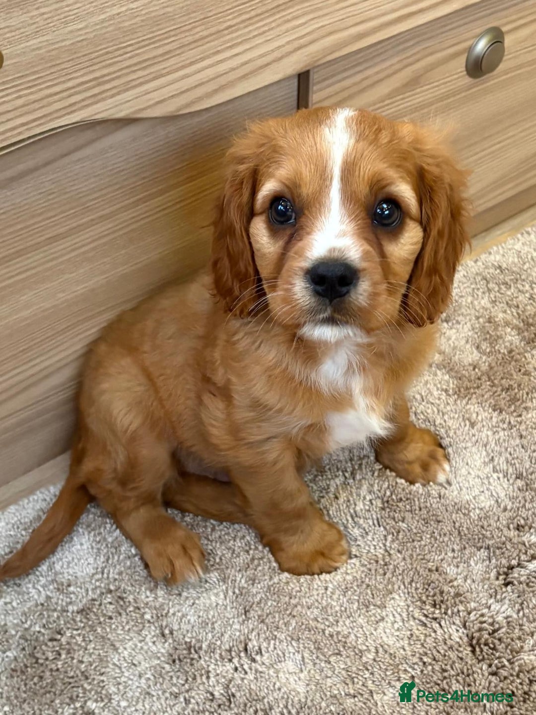 Cockalier dogs for sale: Gorgeous Cockalier Puppies… - Image 13