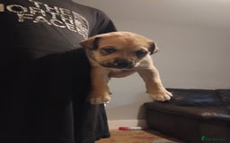 Mixed Breed dogs for sale: Husky x cane corso puppies - Image 6