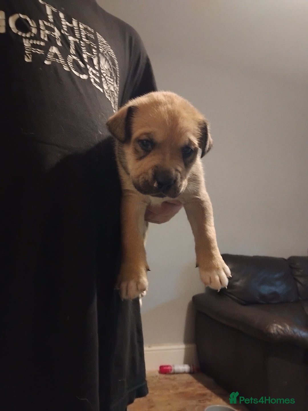 Mixed Breed dogs for sale: Husky x cane corso puppies - Image 6