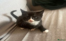 Mixed Breed cats for sale: Mixed breed Kittens - Image 1
