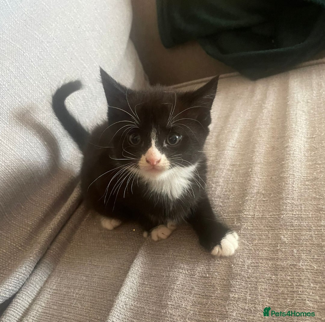 Mixed Breed cats for sale: Mixed breed Kittens - Image 1