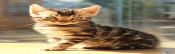 Bengal cats for sale: 3 TICA BENGAL BOYS – BROWN ROSETTED MALES – £850 - Advert 14