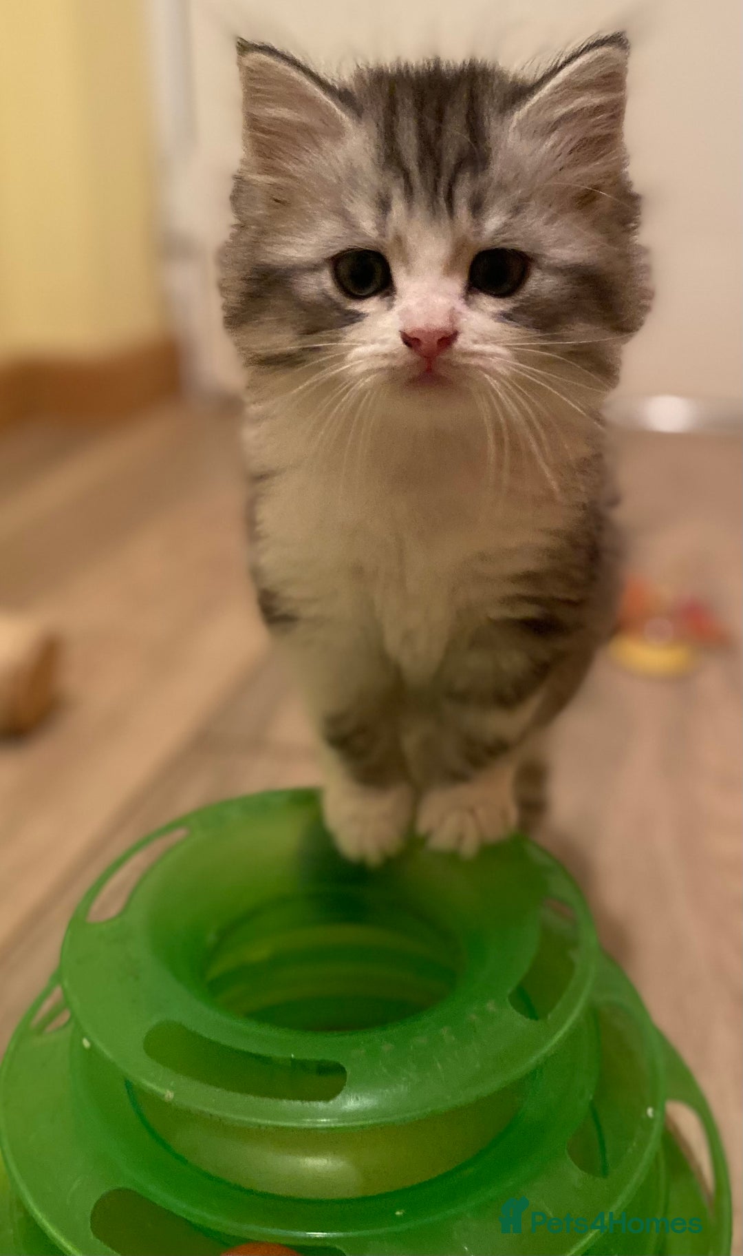 Mixed Breed cats for sale: Beautiful grey fluffy tabby kittens  - Advert 3