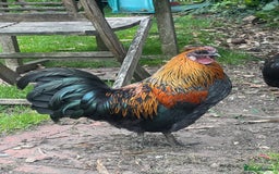 Chickens poultry for sale: Silkie Bantum Cockreal - Image 1