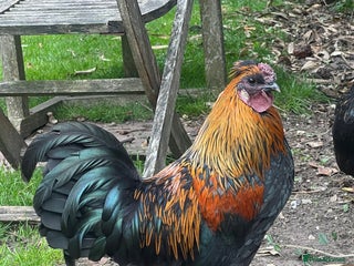 Chickens poultry - Advert 32