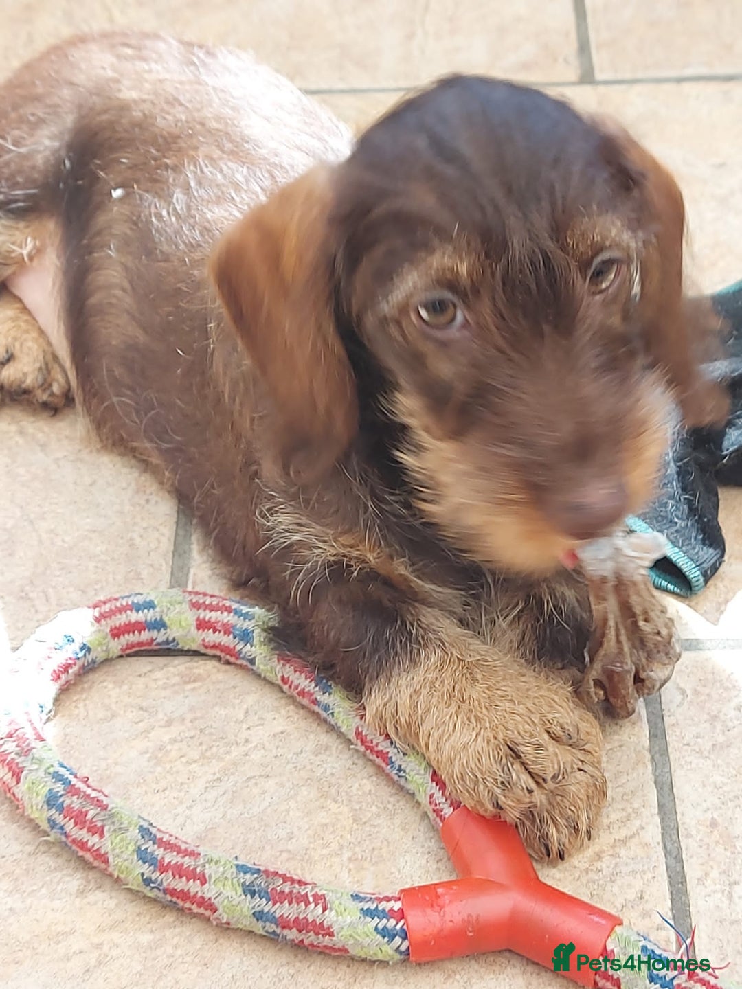 Miniature Dachshund dogs for sale: Miniature wire haired Dachshund  - Image 6