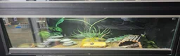 Leopard Gecko reptiles for sale: Leopard Gecko with 3FT Vivarium Set Up in Leyland - Advert 4