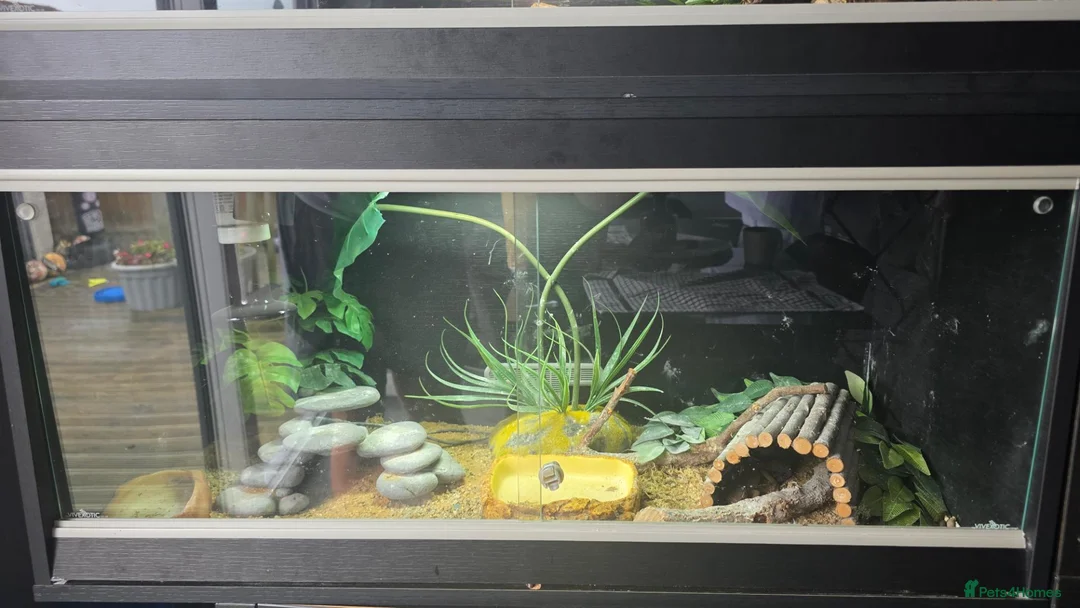 Leopard Gecko reptiles for sale: Leopard Gecko with 3FT Vivarium Set Up in Leyland - Advert 4