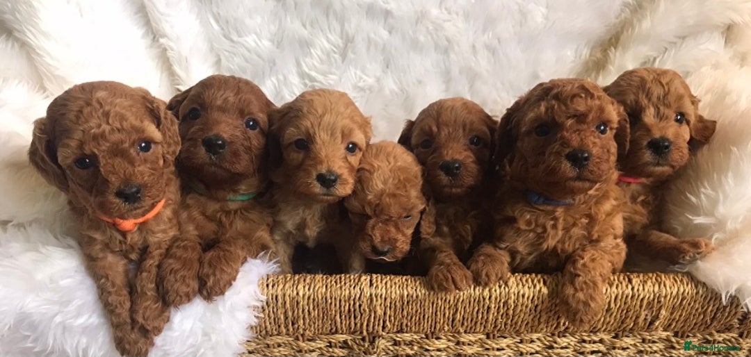 Cavapoo dogs for sale: Extensively DNA 200 tests BVA heart/eyes clear  - Image 5