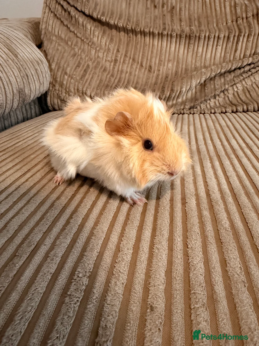 Guinea Pig rodents for sale: Female Abyssinian Guinea pig and her sow offspring - Advert 8