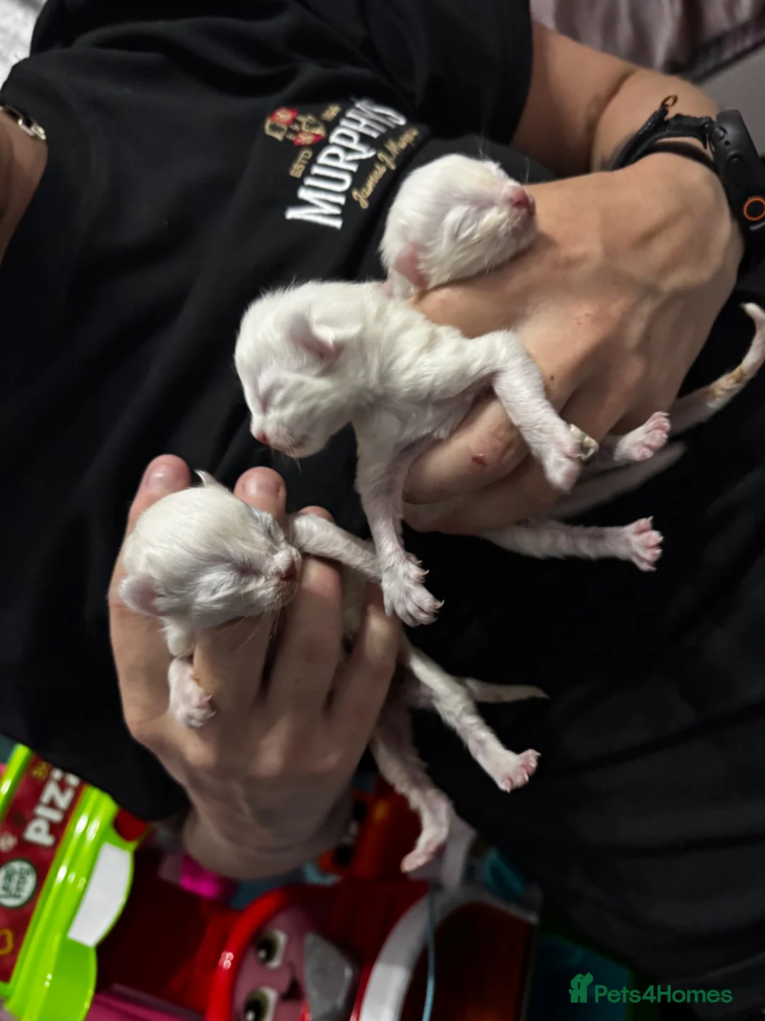Ragdoll cats for sale: Beautiful Ragdoll kittens in Barnsley - Advert 7
