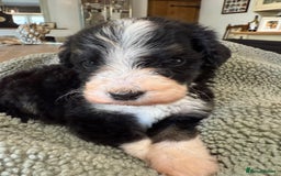 Bernedoodle dogs for sale: Bernadoodle home bred puppies boys and girls  - Image 10