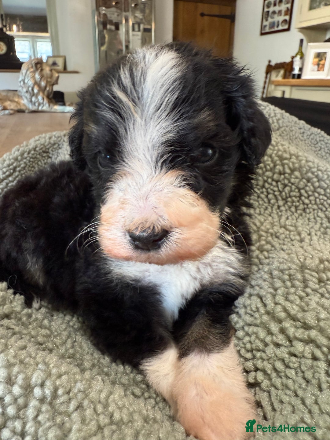 Bernedoodle dogs for sale: Bernadoodle home bred puppies boys and girls  - Image 10