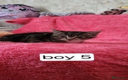 European cats for sale: Kitten  - Image 8
