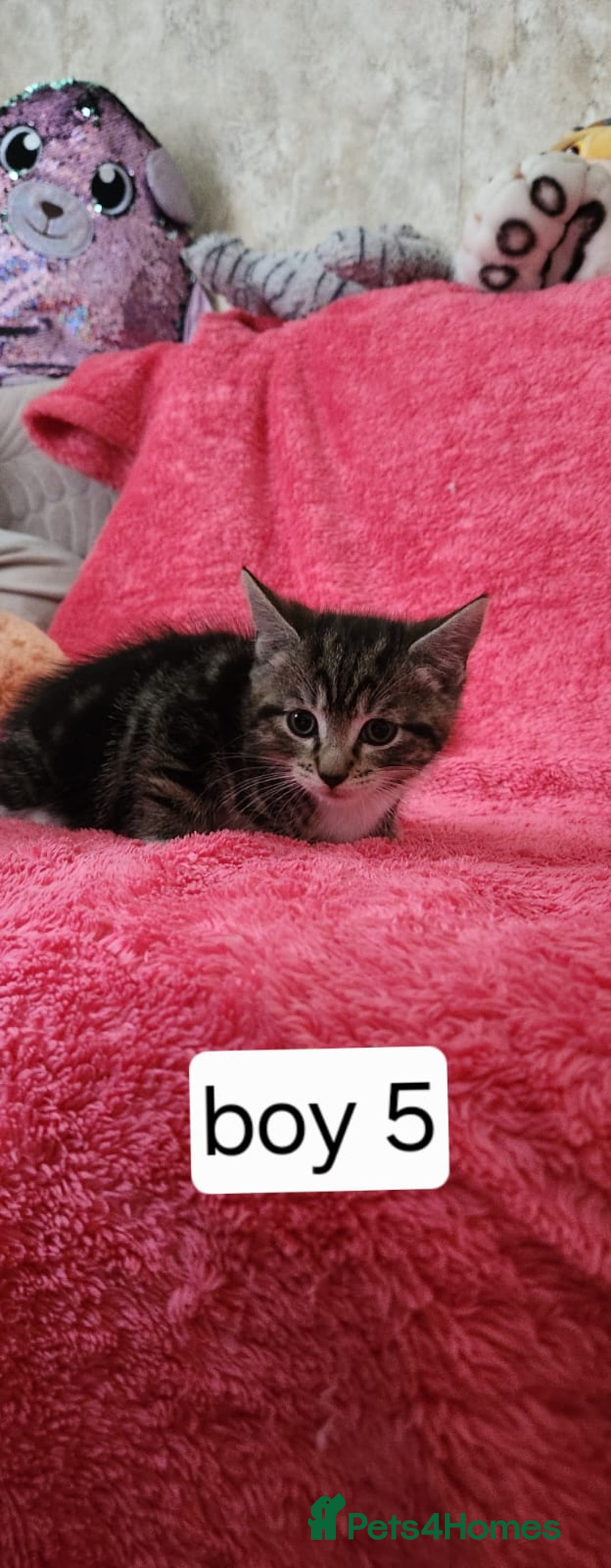 European cats for sale: Kitten  - Image 8