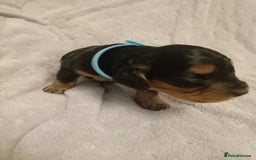 Cockapoo dogs for sale: 🐶Beautiful F1 Cockapoo Puppies🐾 - Image 5