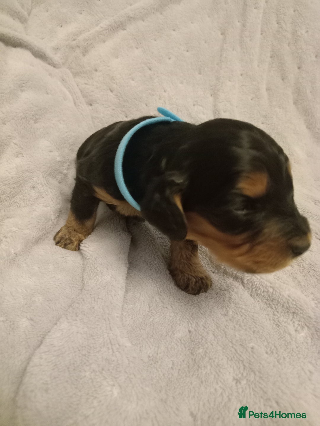 Cockapoo dogs for sale: 🐶Beautiful F1 Cockapoo Puppies🐾 - Image 5
