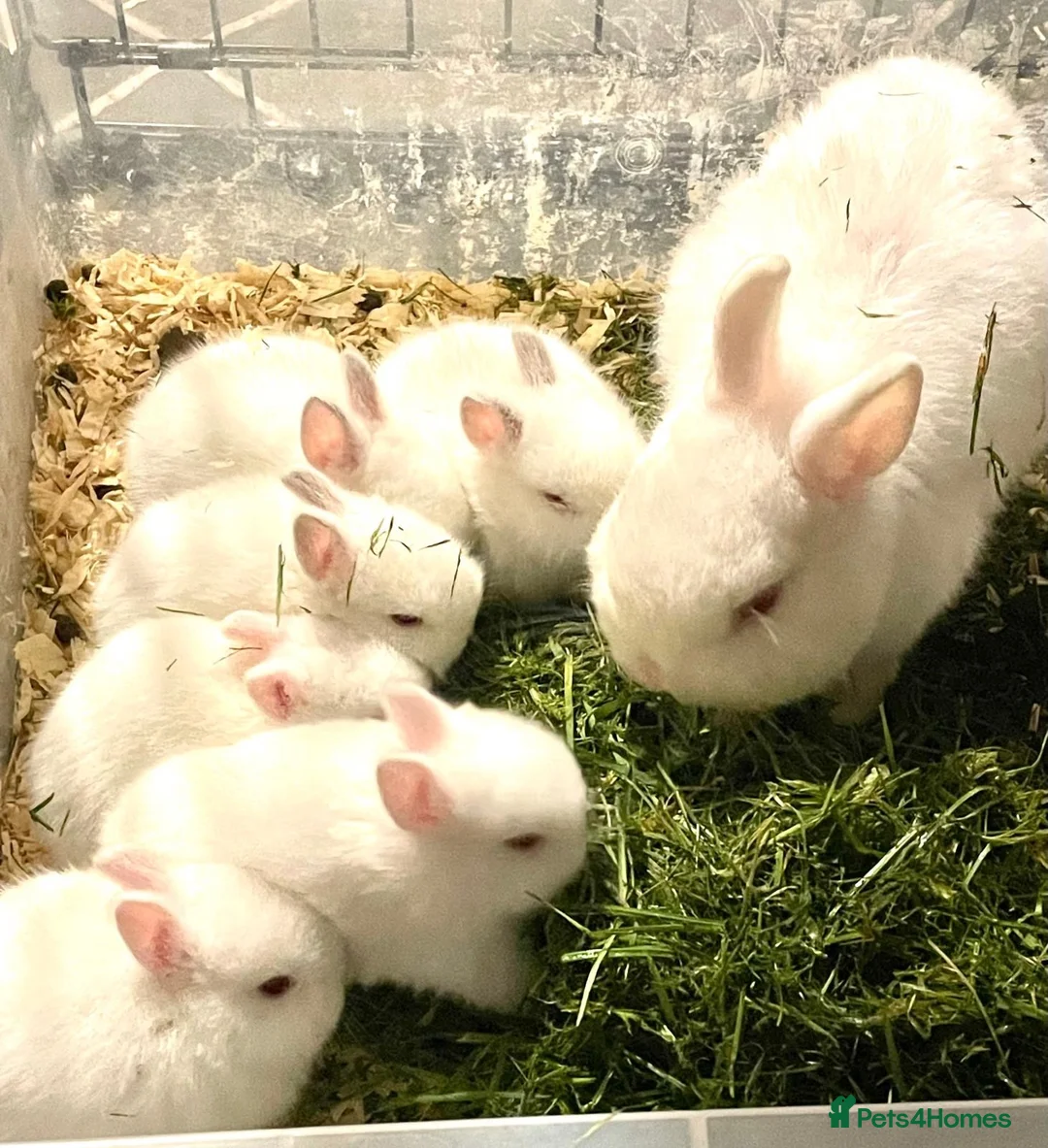 Netherland Dwarf rabbits for sale: Netherland Dwarf White Babies - Advert 15