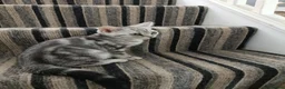 British Shorthair cats for sale: Lovely kittens  - Advert 19