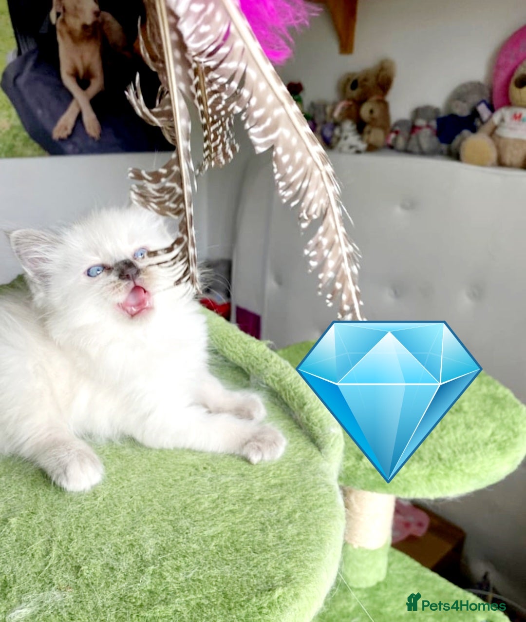 Ragdoll cats for sale: Beautiful kittens - Image 3
