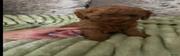 Cavapoo dogs for sale: Beautiful Cavapoo Pups now ready - Advert 4