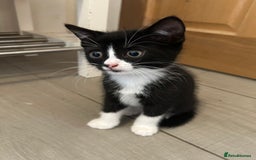 British Shorthair cats for sale: 7 gorgeous kittens for sale ** - Image 8