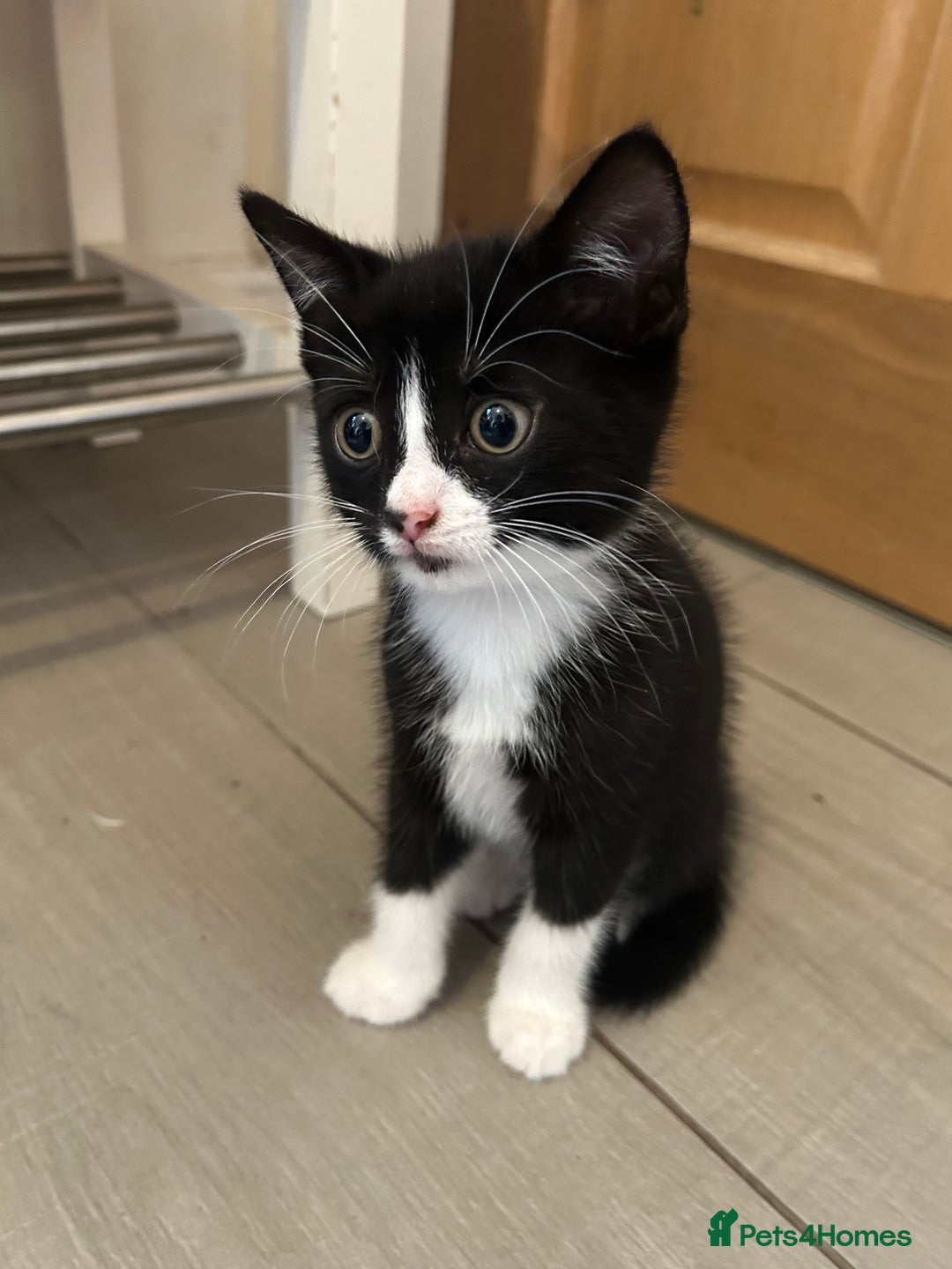 British Shorthair cats for sale: 7 gorgeous kittens for sale ** - Image 8
