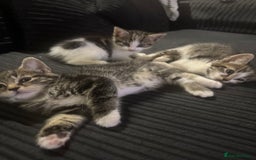 Aegean cats for sale: 2 boys and 1 girl - Rare Aegan Kittens  - Image 4