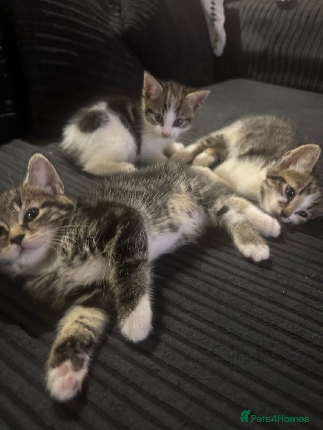 Aegean cats for sale: 2 boys and 1 girl - Rare Aegan Kittens  - Image 4