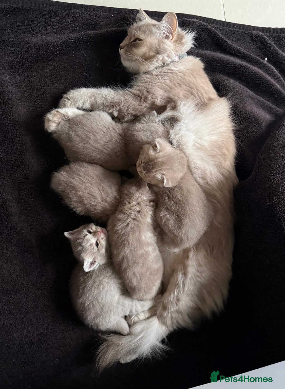 British Shorthair cats for sale: Beautiful British Shorthair kittens 3 Boys 2 Girls - Advert 24