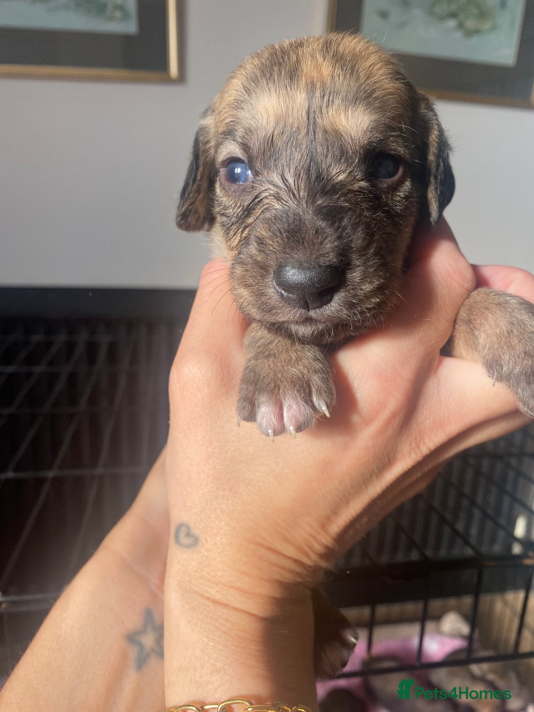 Mixed Breed dogs for sale: Bedlington Whippet cross puppies - Image 6